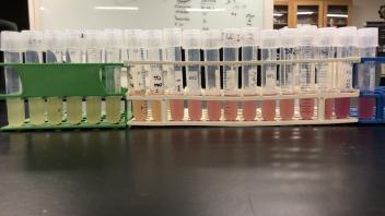 Student engineered promoter mutants displaying different levels of RFP expression.