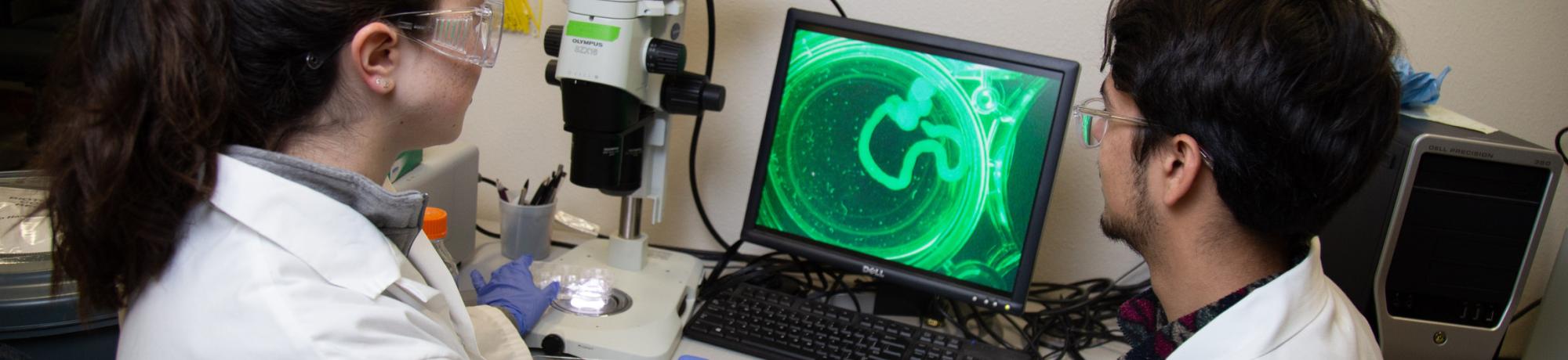BIG students use microscope in BioInnovation Lab.