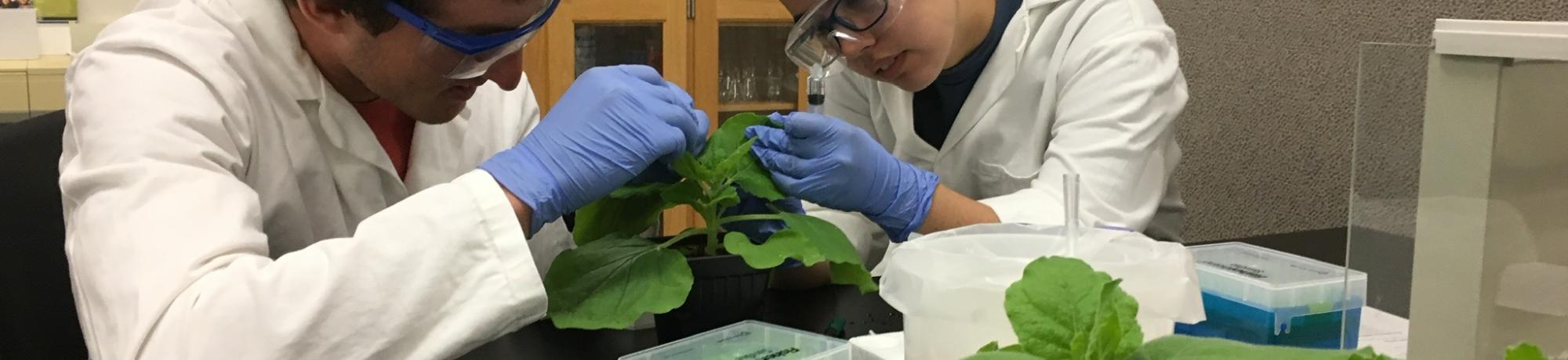 Students transfect tobacco plants in Prof. Zerbe's CURE course.
